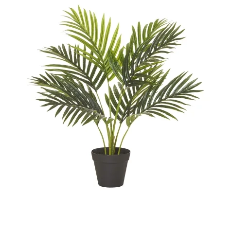 Rogue Areca Palm Tree Garden Pot 55cm Image 1