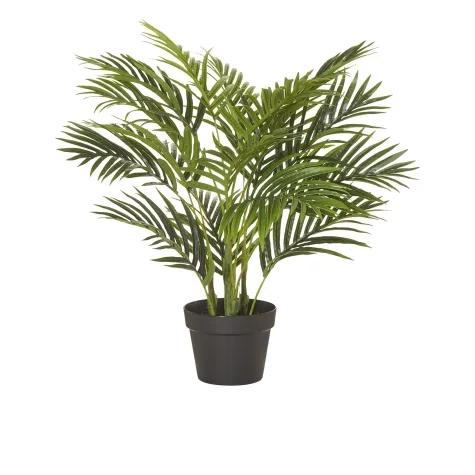 Rogue Areca Palm Tree Garden Pot 65cm Image 1