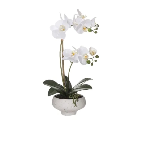 Rogue Butterfly Orchid in Stone Bowl 46cm Image 1