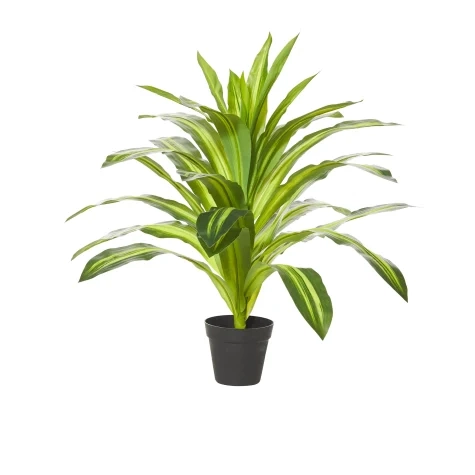 Rogue Dracaena Plant in Garden Pot Image 1