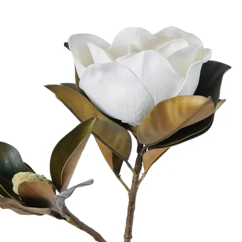Rogue Magnolia Grandiflora Image 2