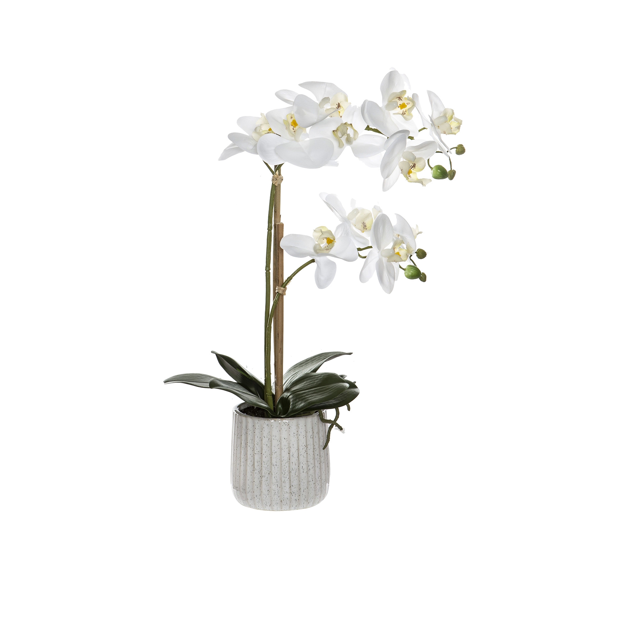 Rogue Butterfly Orchid in Ceramic Pot 48cm Image 1