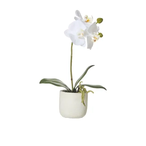 Rogue Butterfly Orchid in Smooth Pot Image 1