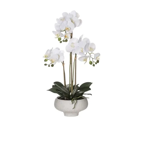 Rogue Butterfly Orchid in Stone Bowl 58cm Image 1