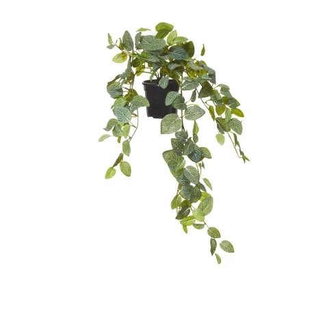 Rogue Fittonia Hanging Bush in Garden Pot Image 1