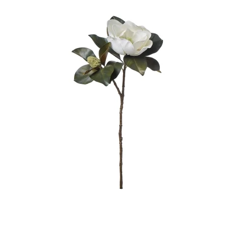 Rogue Magnolia Grandiflora Image 1