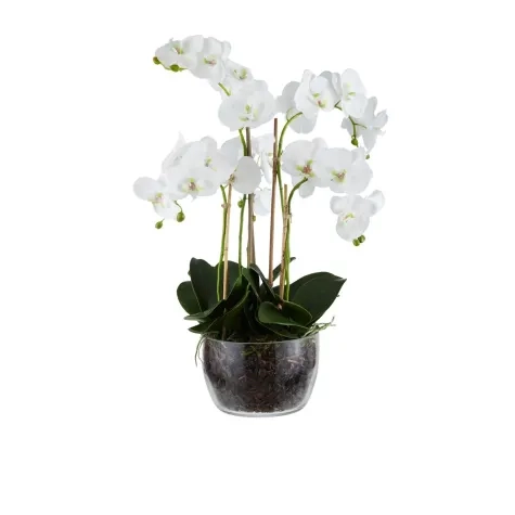 Rogue Phalaenopsis in Classic Bowl 68cm Image 1