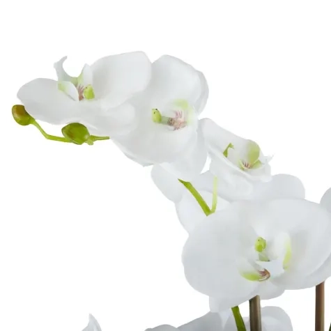 Rogue Phalaenopsis in Classic Bowl 68cm Image 2