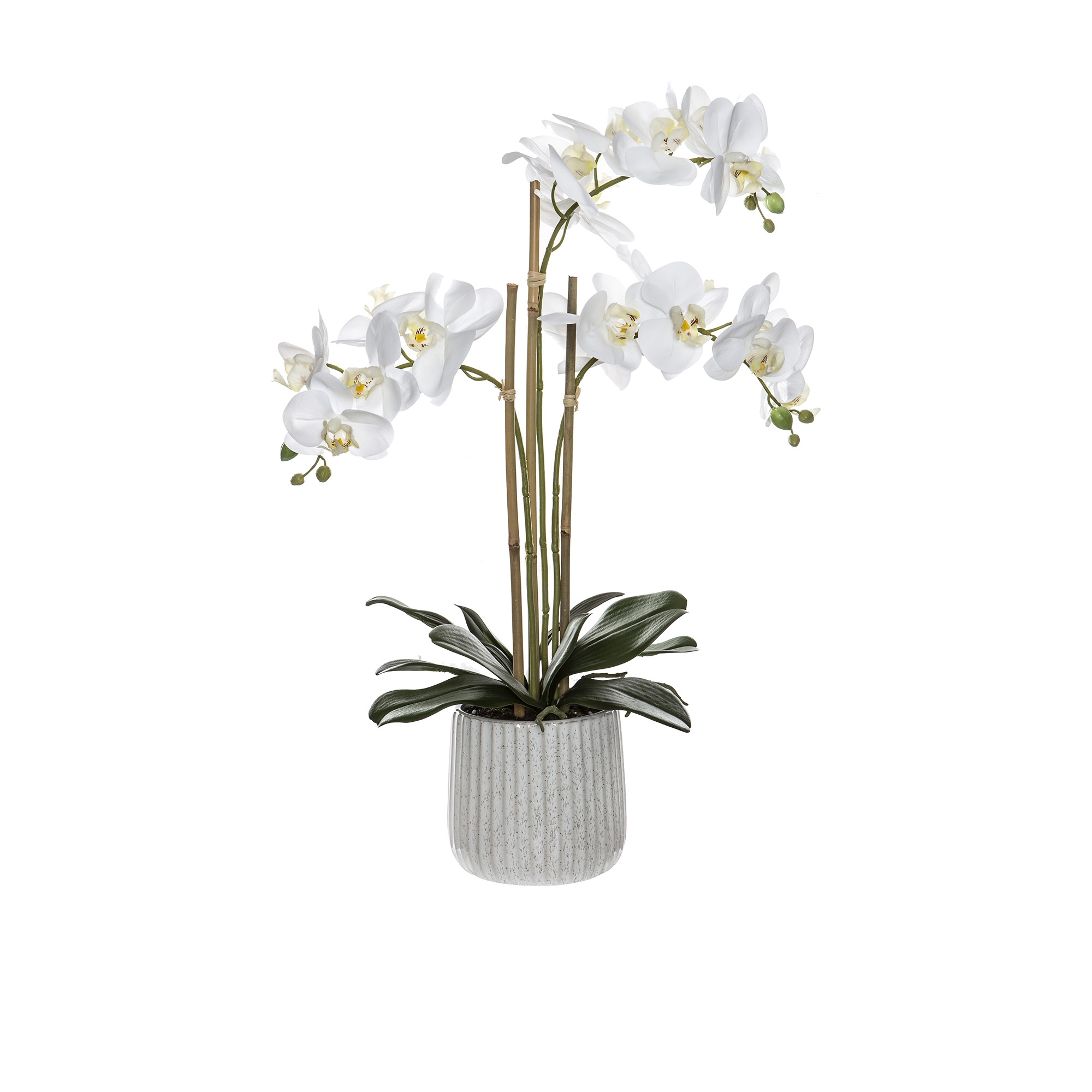 Rogue Butterfly Orchid in Ceramic Pot 60cm Image 1