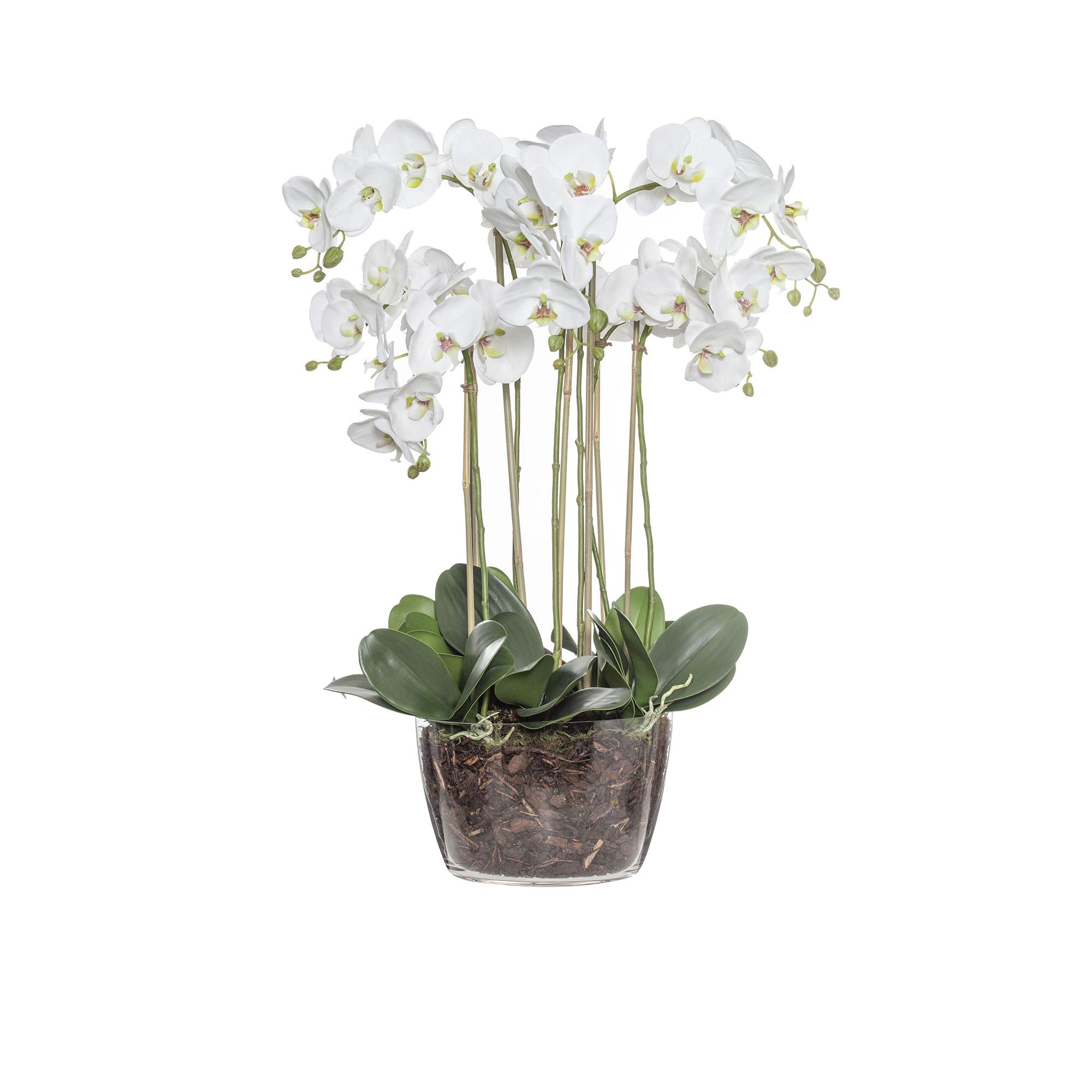 Rogue Phalaenopsis in Classic Bowl Image 1